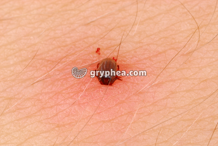 Tique en cours d'alimentation - gryphea.com